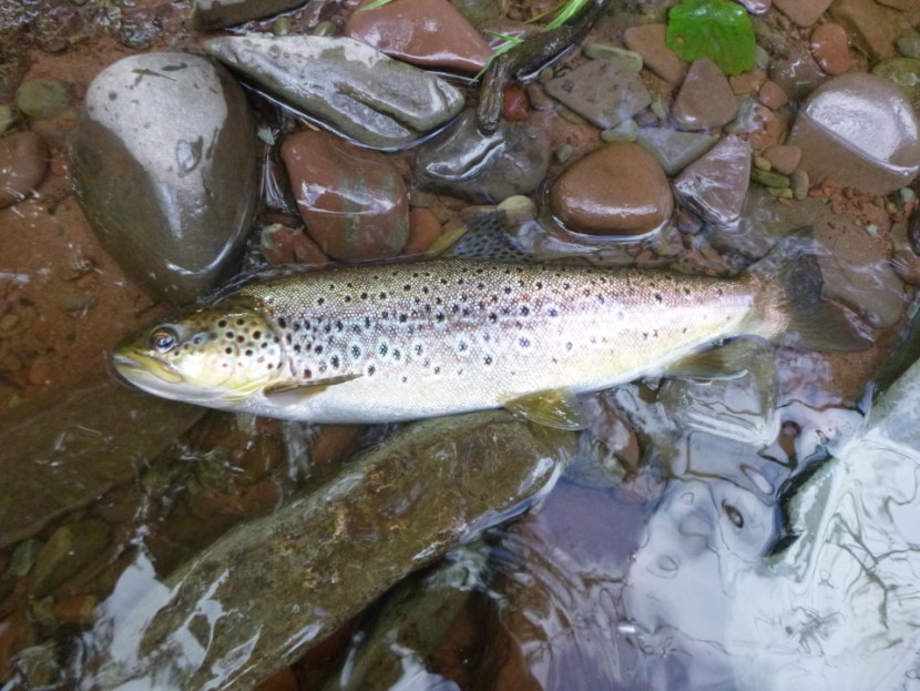 Pantycallog trout - DR from Bristol